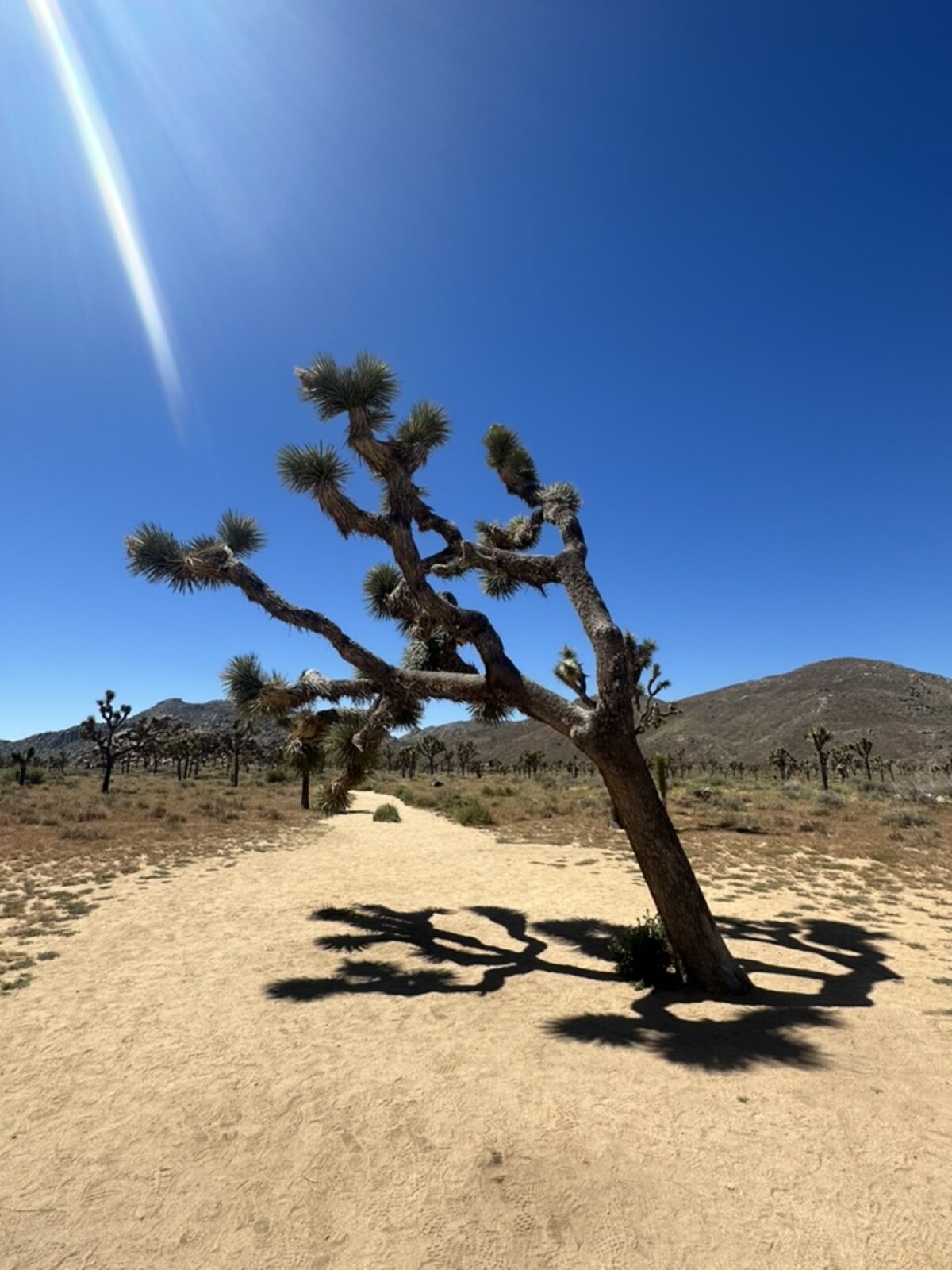 Joshua Tree
