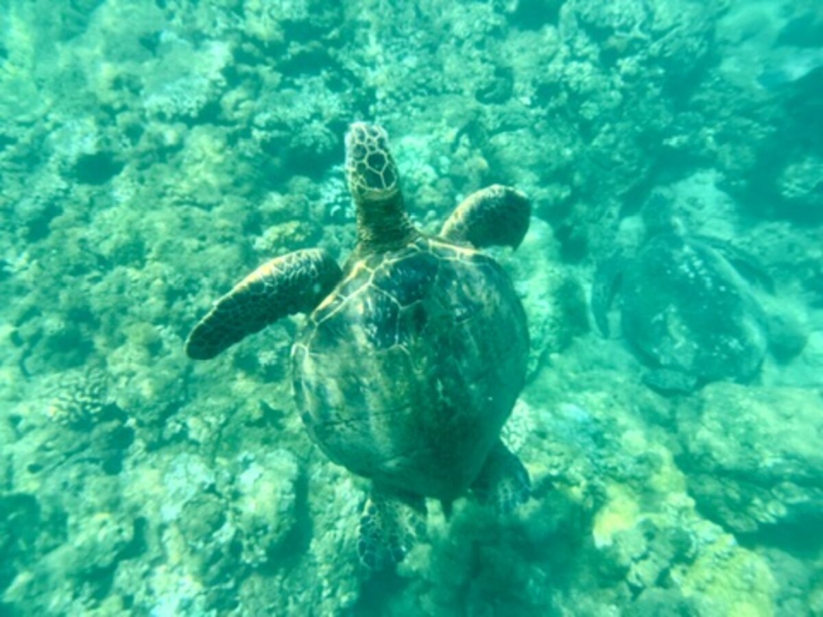 Napili-Honokowai, Maui