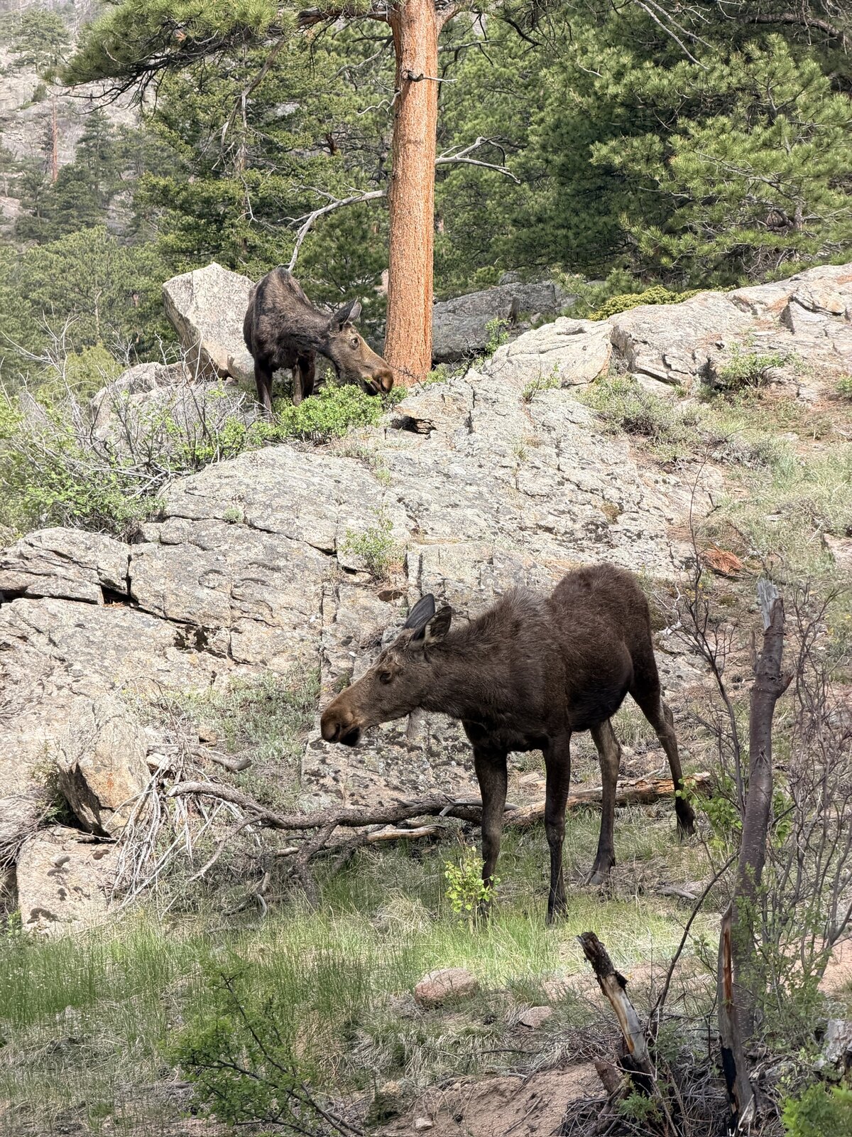 RMNP