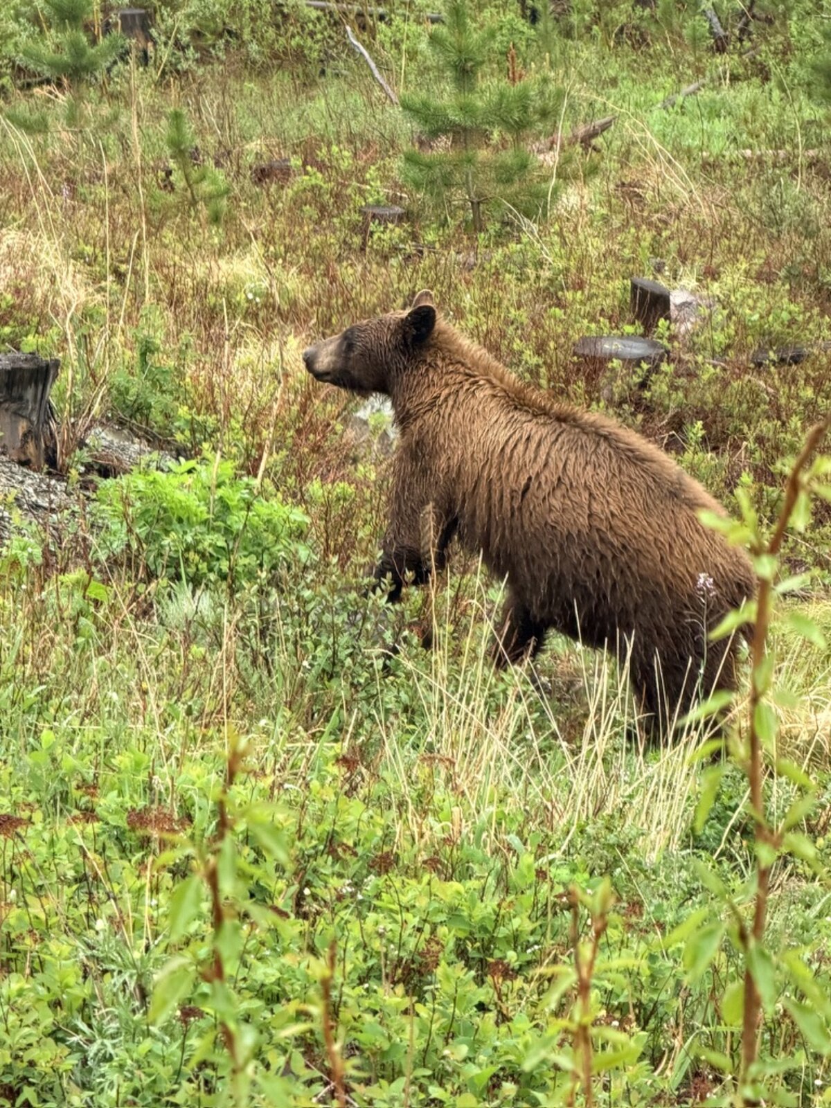 Waterton